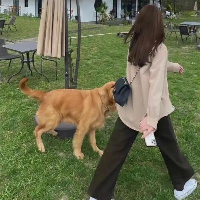 虎猛威龙